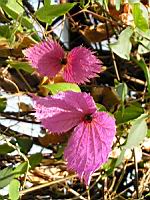 Pyrostegia Venusta (fam Bignoniacees) (Bresil, Uruguay) (02) (Photo F. Mrugala)